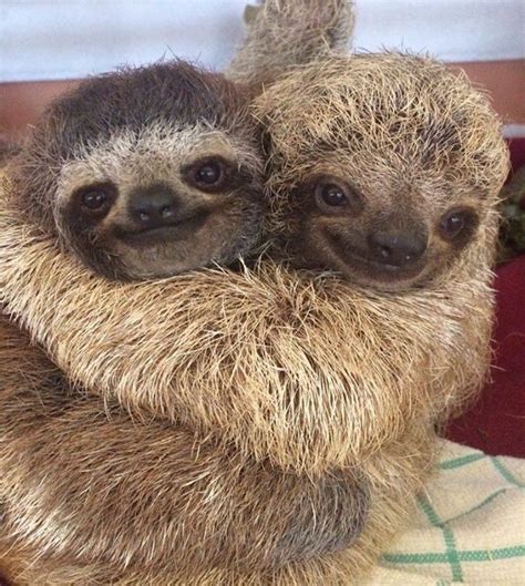 Sloths in Love Cute Sloth, Animals And Pets, Funny Animals, Funny Sloth ...