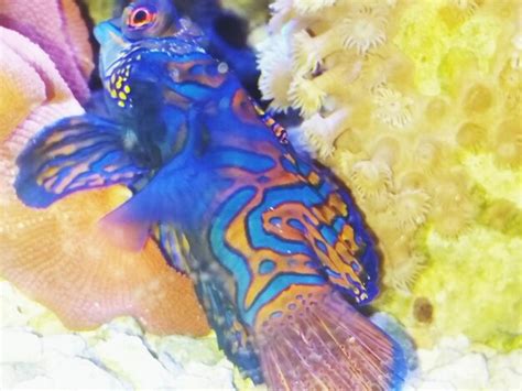 Premium Photo | Close-up of mandarinfish in sea