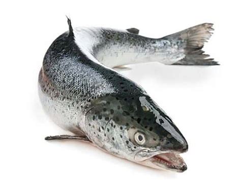 Scottish Salmon - The Devon Fishmonger