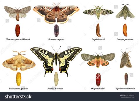 Butterflies Moths Development Stages Adult Pupa Stock Photo 1811080282 ...