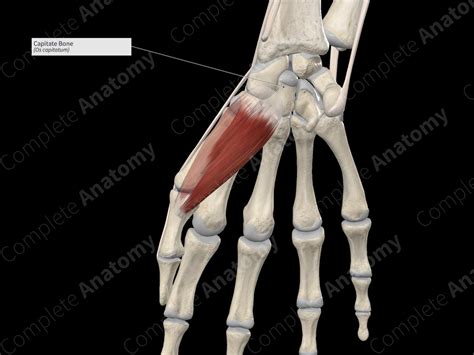 Capitate Bone | Complete Anatomy