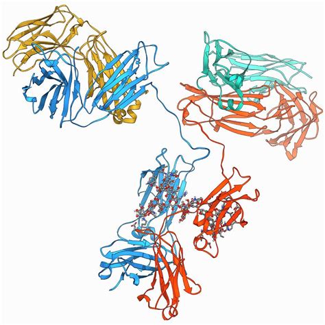 Immunoglobulin G Antibody Molecule Photograph by Laguna Design/science ...