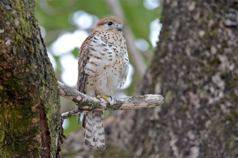 Seychelles Birding Tours - Mauritius Birding Tours - Reunion - Birdquest