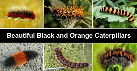 19 Black and Orange Caterpillars (With Pictures) – Identification