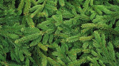 green pine tree leaves free image | Peakpx