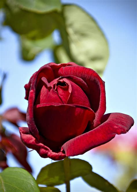 Celebrate the Flower of Love - National Red Rose Day is June 12 By ...