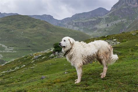 Best Dog Food for Great Pyrenees (Top 10 in 2022) - Dog Food Care