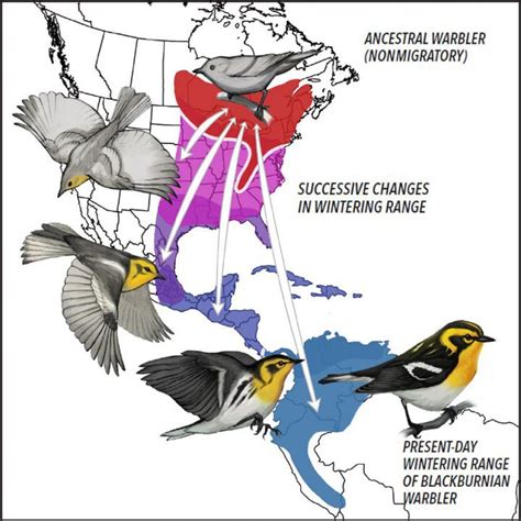 The Evolution of Bird Migration | Living Bird | All About Birds