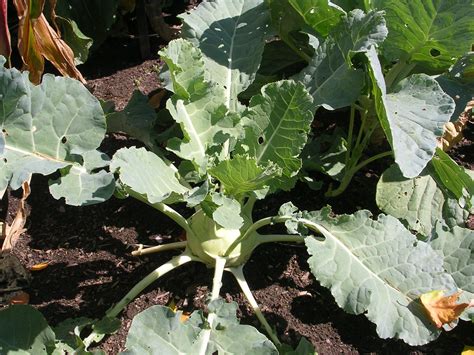 How to Grow Kohlrabi -Growing and Caring For Kohlrabi