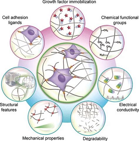 Biomimetic Materials: In vivo-like 3D cell culture models - HCS Pharma