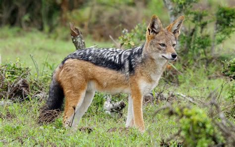 Black Backed Jackal Facts, Habitat, Diet, Life Cycle, Baby, Pictures