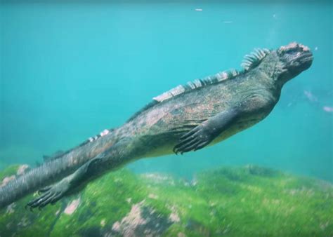 Video of a marine iguana feeding underwater in the Galapagos (VIDEO).