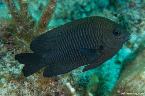 Stegastes diencaeus - Longfin damselfish | Reef Life Survey