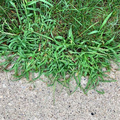 List 93+ Pictures What Is Crabgrass And What Does It Look Like Full HD ...