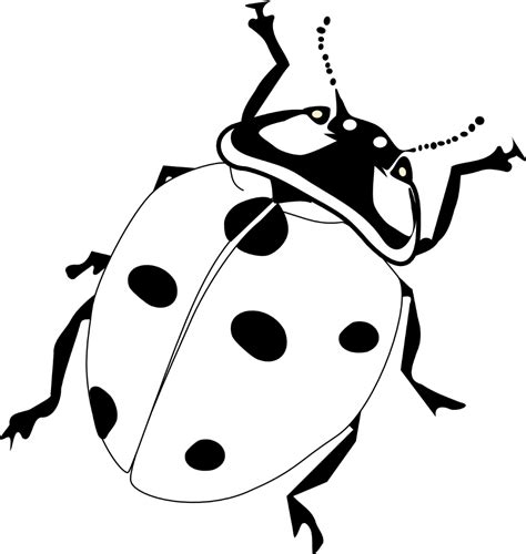 Ladybug Drawing Black And White | Clipart library - Free Clipart Images ...