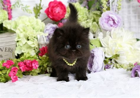 Black Persian Kittens | Black Persian CatsPersian Kittens For Sale in a ...