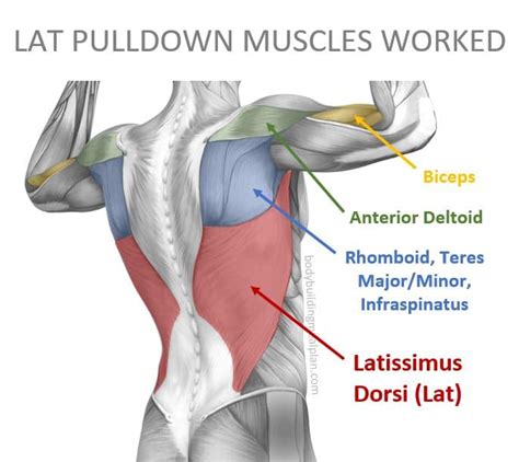 What are Lat Pulldowns? (A guide to training the Lats)