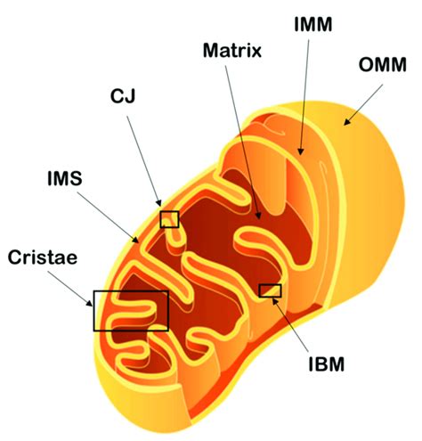 Schematic representation of mitochondrial architecture. The outer ...