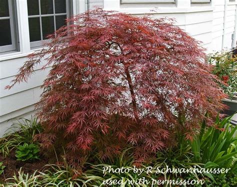 Christy's Garden: Acer palmatum var. dissectum 'Crimson Queen ...