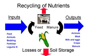 Top 176 + How to prevent animal waste pollution - Lifewithvernonhoward.com