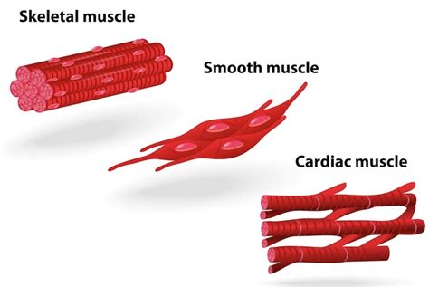 Types Of Muscle Tissue Chart