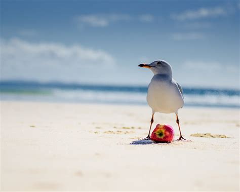 Bird Photography, Seagull, Beach Photo, Sea Gull, Seagull and Red Apple ...