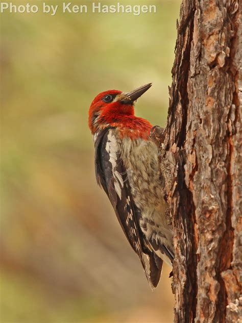 Red-breasted Sapsucker - East Cascades Audubon Society