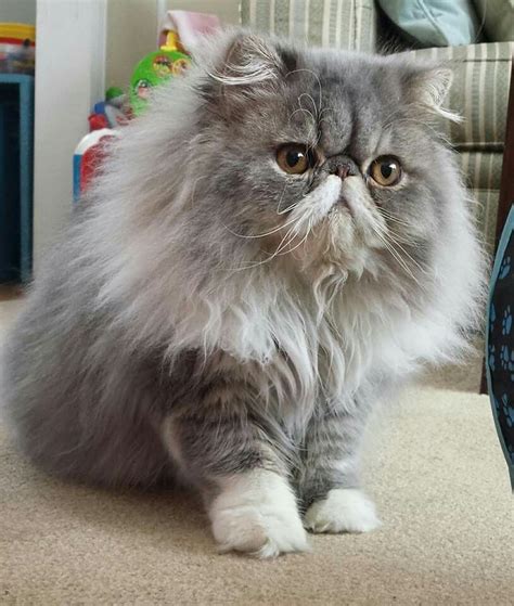 Himalayan Grey Shorthair Himalayan Grey Persian Cat - Pets Lovers