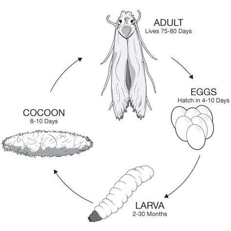 Carpet Moth Information - Behar Profex