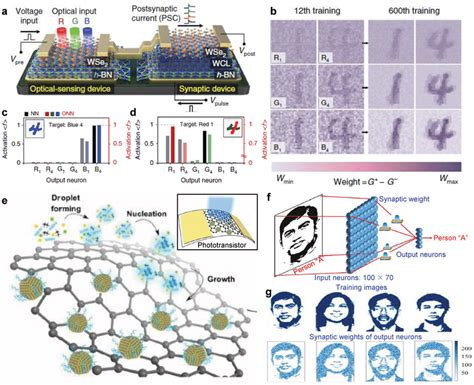 Light‐sensitive synaptic devices based on a transistor with ...