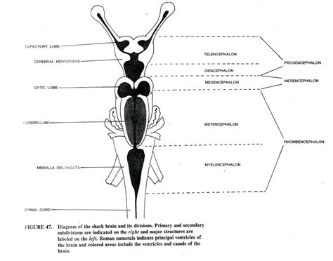 Diagram Of A Shark Brain - alternator