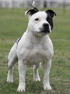 Staffordshire Bull Terrier - Wikiwand