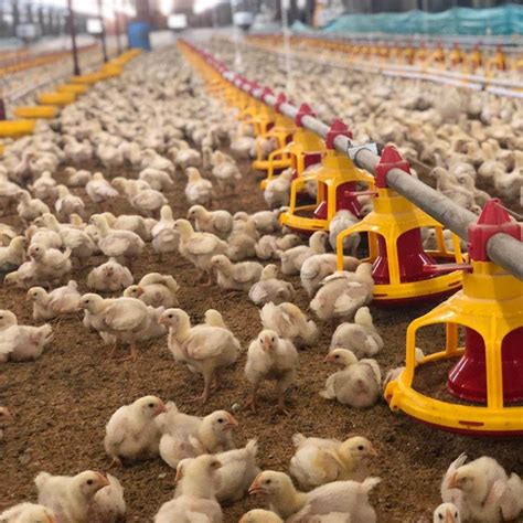 Automatic Poultry Farming Equipment for Chickens - China Chicken ...