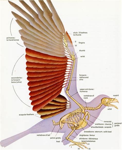 Wing anatomy, Bird drawings, Wings book