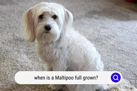 When Is A Maltipoo Full Grown? - Oodle Life