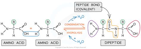 AQA A LEVEL BIOLOGY复习笔记1.3.1 Amino Acids & the Peptide Bond-翰林国际教育