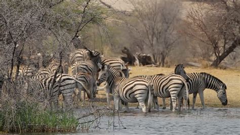 Herd of Zebra Standing in Stock Footage Video (100% Royalty-free ...