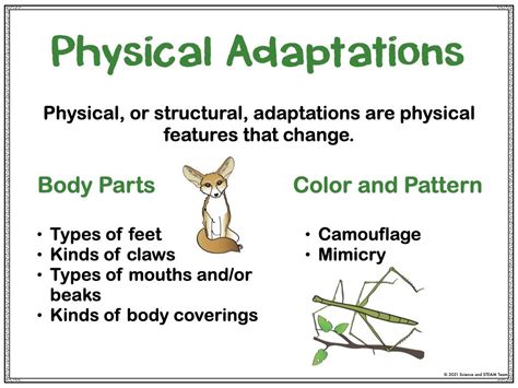 Animal Adaptations: Five Strategies for Teaching This Important Concept ...