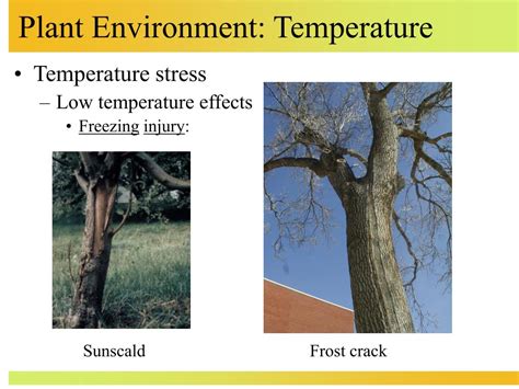 PPT - Plant Environment: Temperature PowerPoint Presentation, free ...