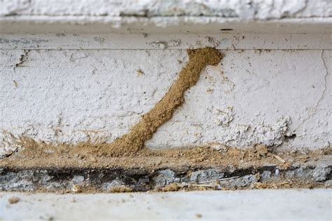 What Do Termites Look Like? | Johnson Pest Control - Pest Control ...