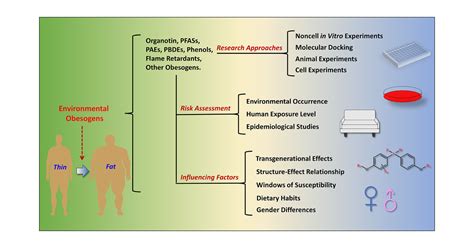 Environmental Obesogens and Their Perturbations in Lipid Metabolism ...