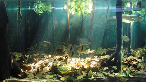 Aquarium Fish Native To The Amazon - Aquarium Views