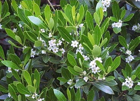 Inkberry Holly Nordic Shrubs | Holly shrub, Plants, Native plants