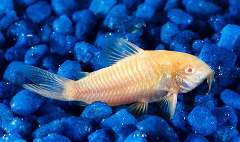 AquaBid.com - Archived Auction # fwcatfishc1620308014 - 30 Albino ...