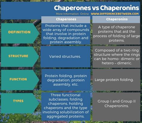 Define chaperone protein - batmanaspen