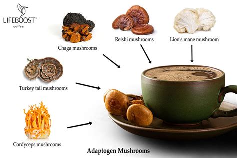 Everything You Need to Know About Mushroom Coffee: A Beginner’s Guide ...