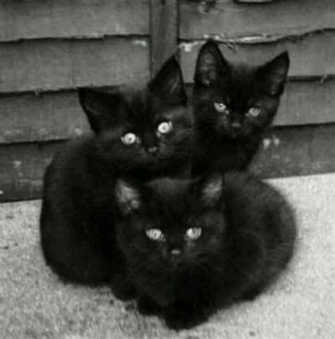 13 Great Reasons Why Black Cats are Awesome!