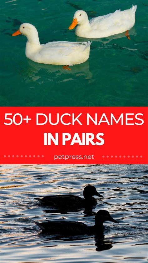 The Best Duck Names in Pairs: 50+ Names for a Pair of Ducks