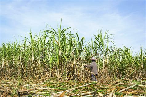 Workers are harvesting sugar cane in a rural field. agricultural ...