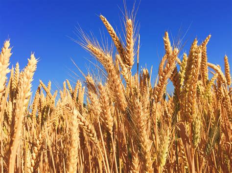 National Wheat announces 2016 winning growers | AGDAILY